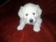 Golden Retriever Puppies for sale in Apple Creek, OH 44606, USA. price: $2,000