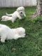 Golden Retriever Puppies for sale in Porterville, CA 93257, USA. price: NA