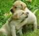 Golden Retriever Puppies for sale in Raleigh, NC, USA. price: $500