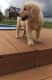 Golden Retriever Puppies for sale in Colorado Springs, CO, USA. price: $500