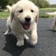 Golden Retriever Puppies for sale in White River Junction, Hartford, VT, USA. price: $500