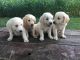 Golden Retriever Puppies for sale in Shippensburg, PA 17257, USA. price: $750