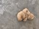 Golden Retriever Puppies for sale in Visalia, CA, USA. price: NA