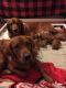 Golden Retriever Puppies for sale in Mentor, OH 44060, USA. price: NA