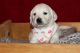 Golden Retriever Puppies for sale in Bristol, VT 05443, USA. price: $2,000