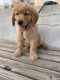 Golden Retriever Puppies for sale in Cary, NC, USA. price: $780