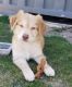 Golden Retriever Puppies for sale in Colorado Springs, CO 80920, USA. price: $1,200