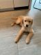 Golden Retriever Puppies for sale in New Canaan, CT 06840, USA. price: NA