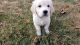 Golden Retriever Puppies for sale in Raleigh, NC, USA. price: $600