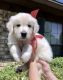 Golden Retriever Puppies for sale in Denver, CO, USA. price: NA