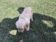 Golden Retriever Puppies for sale in Garrettsville, OH 44231, USA. price: $1,800