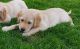 Golden Retriever Puppies for sale in Colorado Springs, CO, USA. price: $700