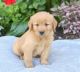 Magnificent Golden Retriever pups for sale
