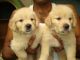 Golden Retriever Puppies for sale in Clearwater, FL 33755, USA. price: $385