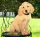 Golden Retriever Puppies for sale in 32541 Grinsell Dr, Warren, MI 48092, USA. price: $700