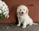 Golden Retriever Puppies for sale in Sturgis, MI 49091, USA. price: NA