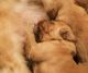 Golden Retriever Puppies