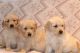 Golden Retriever Puppies for sale in Sioux Falls, SD, USA. price: $1,300