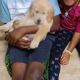 Golden Retriever Puppies for sale in Texas St, Copperas Cove, TX 76522, USA. price: NA