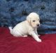 Golden Retriever Puppies for sale in Mechanicsville, MD 20659, USA. price: NA