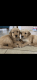 Golden Retriever Puppies for sale in San Antonio, TX 78253, USA. price: $1,200