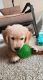 Golden Retriever Puppies for sale in 3787 Audrey Rae Ln, Howell, MI 48843, USA. price: NA