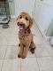 Goldendoodle (trained)