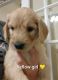 Goldendoodle Puppies for sale in Fort Worth, TX, USA. price: $2,500