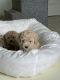 Goldendoodle Puppies for sale in Katy, TX, USA. price: $3,000