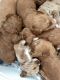 Goldendoodle Puppies for sale in Austin, TX 78704, USA. price: NA