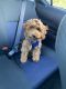 Goldendoodle Puppies for sale in Murfreesboro, TN, USA. price: NA