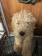 Goldendoodle Puppies for sale in Fort Wayne, IN, USA. price: $1,500