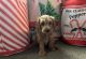 Goldendoodle Puppies for sale in Gahanna, OH, USA. price: NA