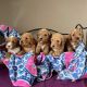 Goldendoodle Puppies for sale in Nebraska City, NE 68410, USA. price: $1,900