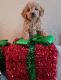 Goldendoodle Puppies for sale in Harlan, IN, USA. price: $750