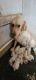 Goldendoodle Puppies for sale in New Haven, IN 46774, USA. price: $900