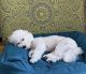 Goldendoodle Puppies for sale in Katy, TX, USA. price: $3,500