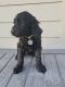 Goldendoodle Puppies for sale in Anna, TX 75409, USA. price: NA