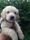 Goldendoodle Puppies for sale in Elkhart, IN, USA. price: NA
