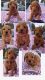 Goldendoodle Puppies for sale in Rexford, MT 59930, USA. price: $1,500