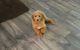 Goldendoodle Puppies for sale in Canyon, TX 79015, USA. price: $1,200
