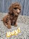 Goldendoodle Puppies for sale in Fort Wayne, IN, USA. price: $800