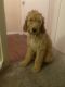 Goldendoodle Puppies for sale in Arlington, TX, USA. price: $1,500