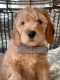 Goldendoodle Puppies for sale in Spokane, WA 99207, USA. price: NA