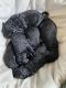 Black Goldendoodle Puppies