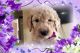 Goldendoodle Puppies for sale in Detroit, MI, USA. price: $2,000