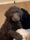 Goldendoodle Puppies for sale in Fort Wayne, IN, USA. price: $1,600