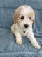 Goldendoodle Puppies for sale in Midland, MI, USA. price: NA