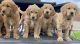Goldendoodle Puppies for sale in Kennewick, WA 99336, USA. price: NA