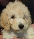 Goldendoodle Puppies ready for new home